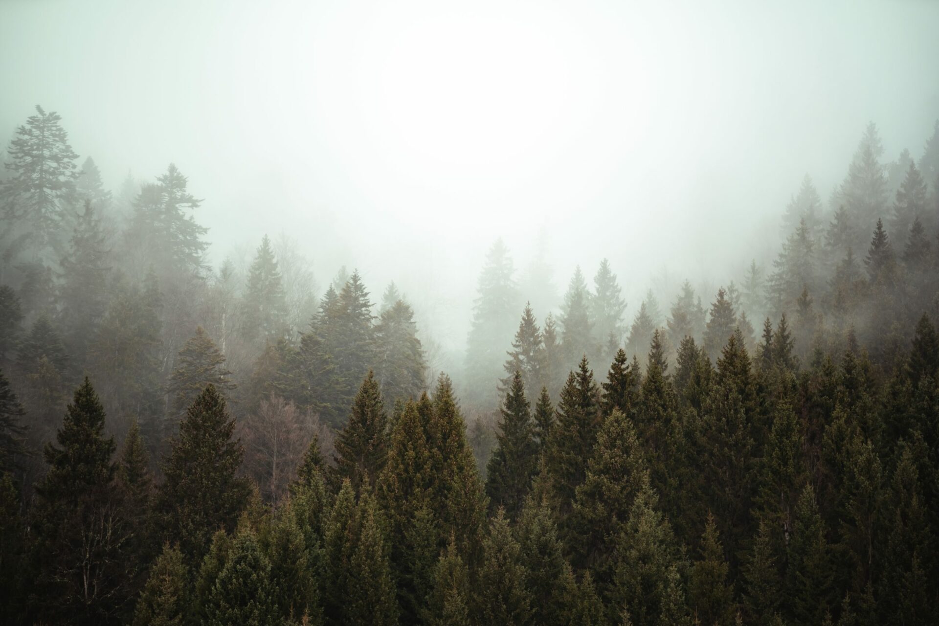 themeforest